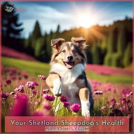 Your Shetland Sheepdog