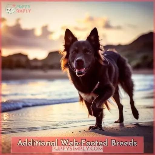 Additional Web-Footed Breeds