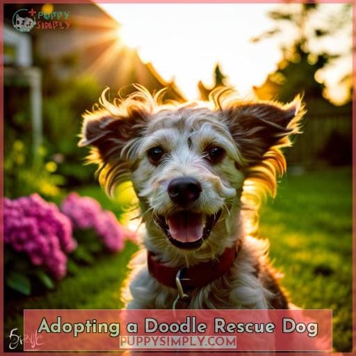Adopting a Doodle Rescue Dog