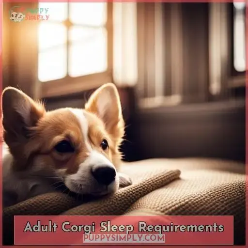 Adult Corgi Sleep Requirements