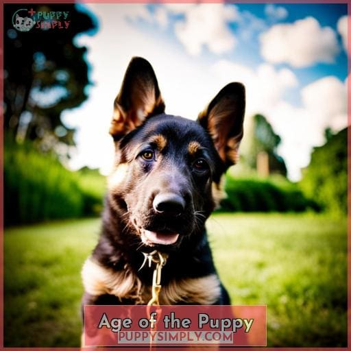 Age of the Puppy