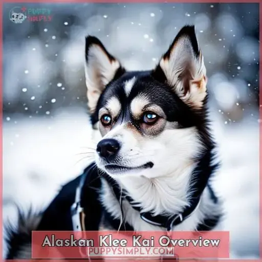 Alaskan Klee Kai Overview