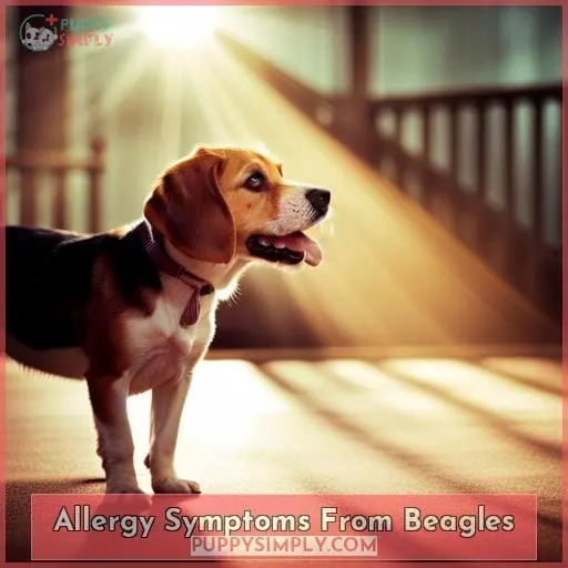 Allergy Symptoms From Beagles