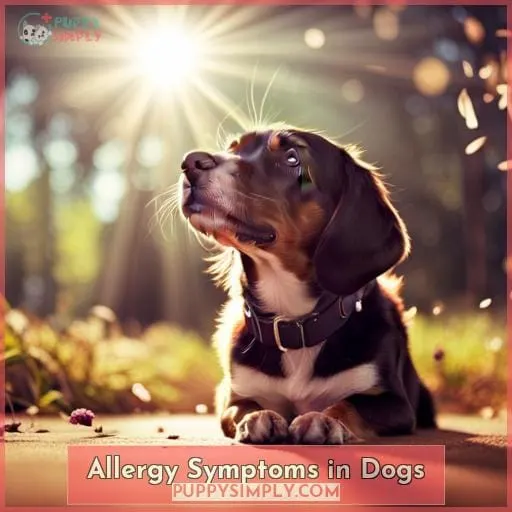 Allergy Symptoms in Dogs