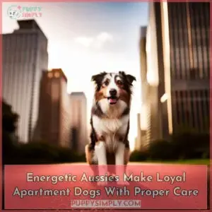 are australian shepherds good apartment dogs