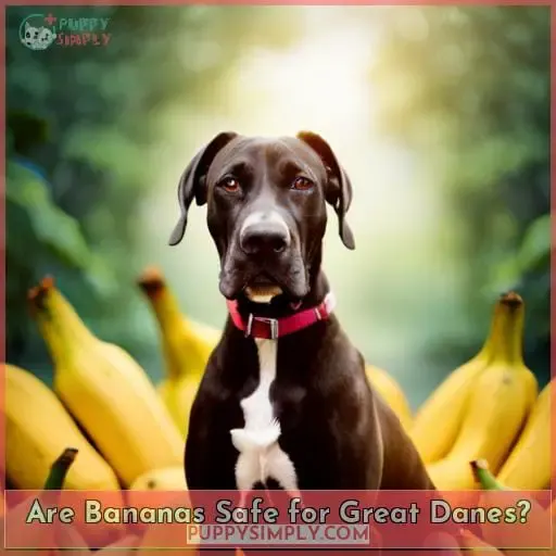 Are Bananas Safe for Great Danes