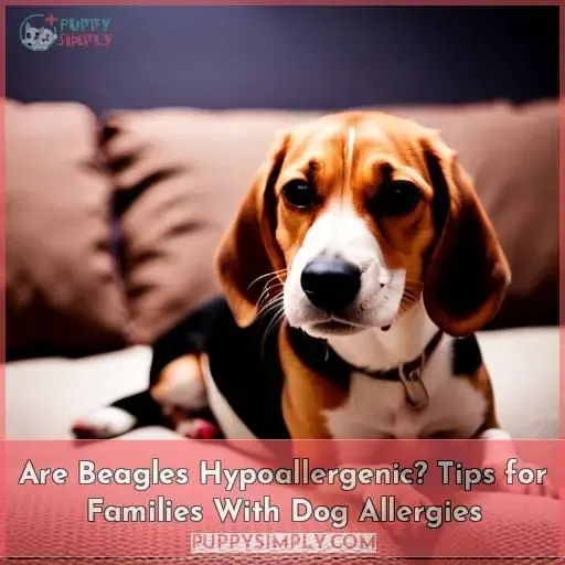 are beagles hypoallergenic tips for families with allergies