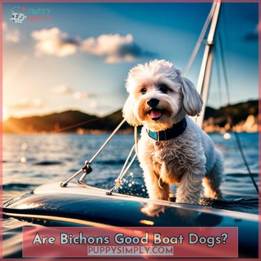 Are Bichons Good Boat Dogs