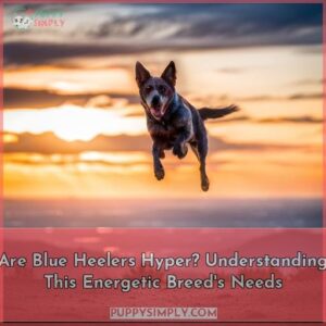 are blue heelers hyper