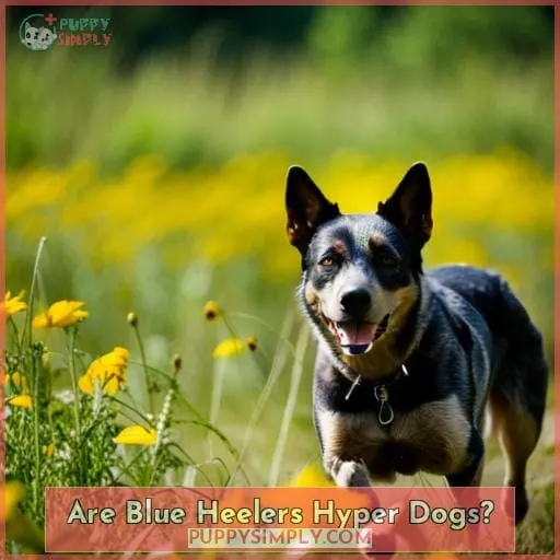 Are Blue Heelers Hyper Dogs