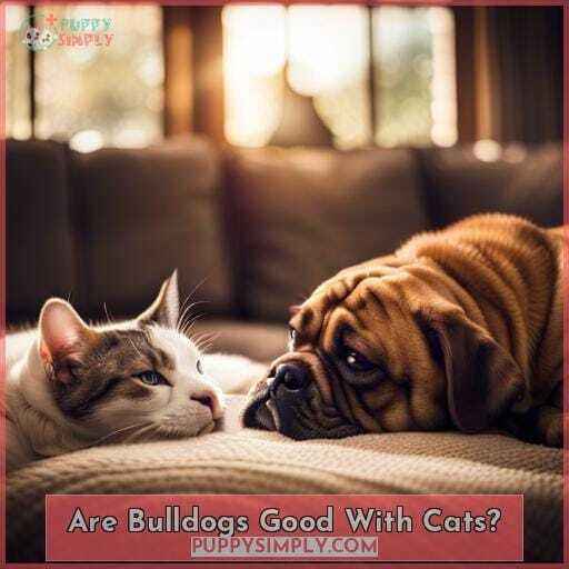 Are Bulldogs Good With Cats Are Bulldogs Good With Cats