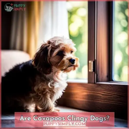 Are Cavapoos Clingy Dogs