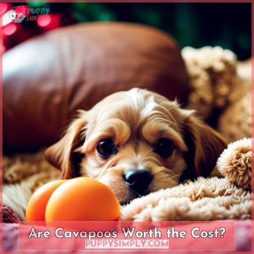 Are Cavapoos Worth the Cost