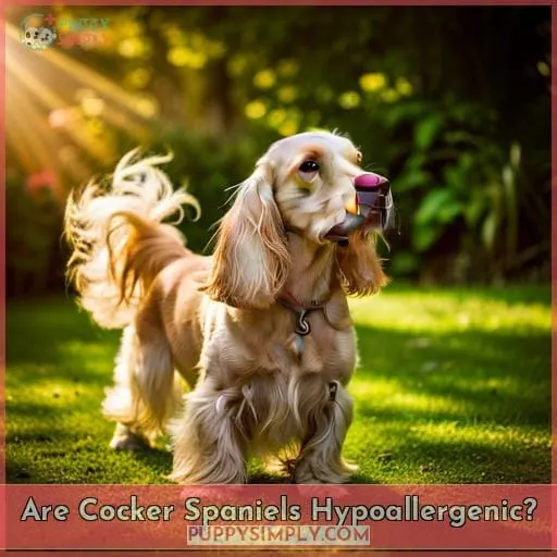 Are Cocker Spaniels Hypoallergenic