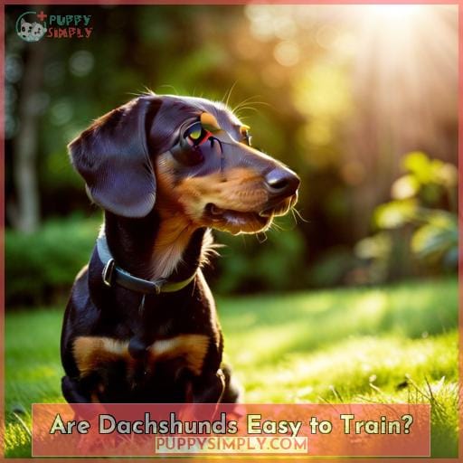 Are Stubborn Dachshunds Impossible to Train? Tips for Success