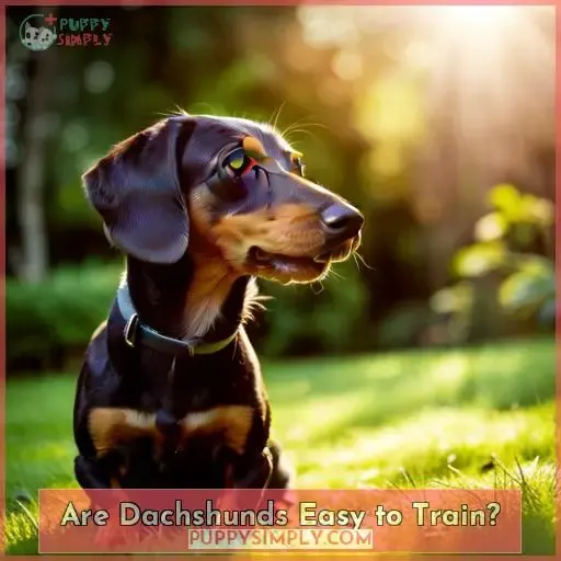 Are Dachshunds Easy to Train