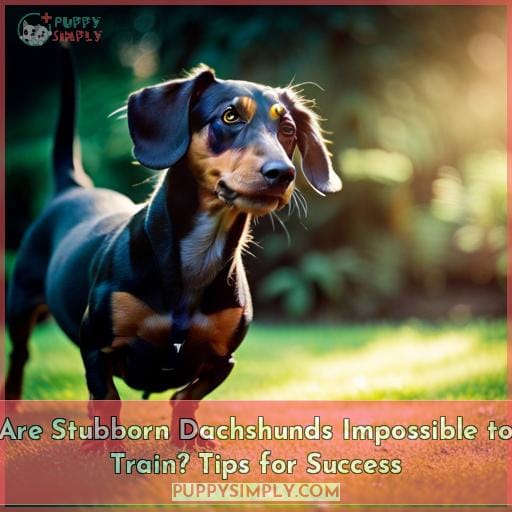 are dachsunds easy to train are dachsunds easy to train