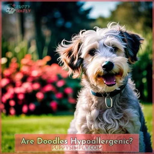 Are Doodles Hypoallergenic