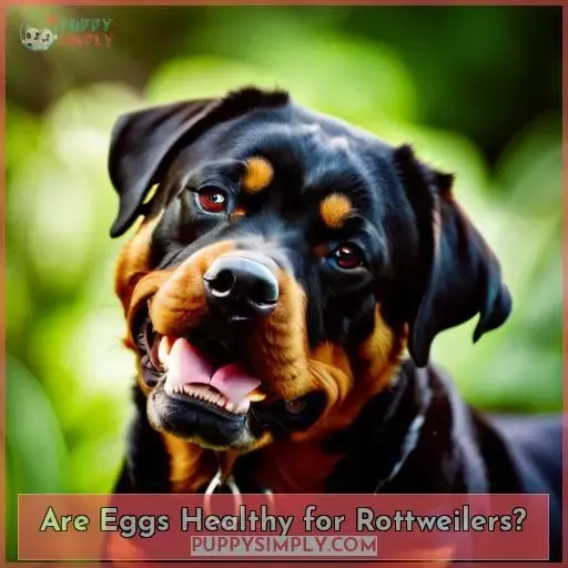 Are Eggs Healthy for Rottweilers