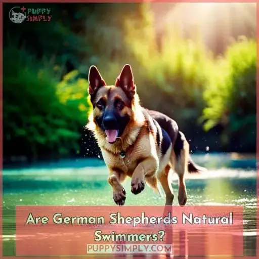 Are German Shepherds Natural Swimmers