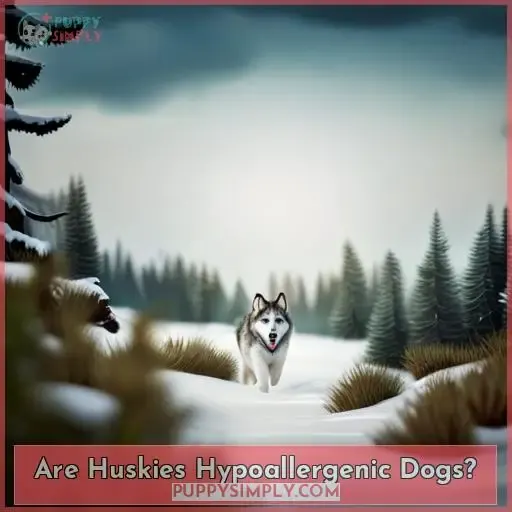 Are Huskies Hypoallergenic Dogs