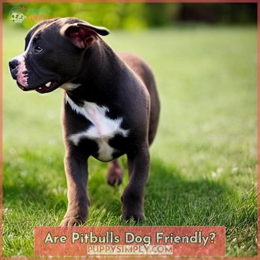 Are Pitbulls Dog Friendly Are Pitbulls Dog Friendly