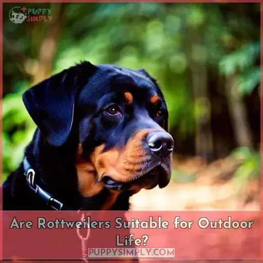 Are Rottweilers Suitable for Outdoor Life