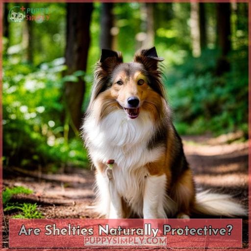 Are Shelties Naturally Protective