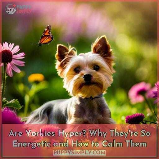 Are Yorkies Hyper? Why They're So Energetic and How to Calm Them