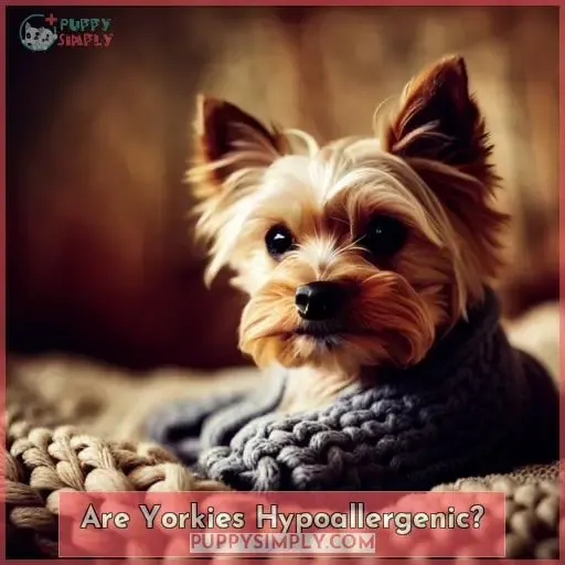 Are Yorkies Hypoallergenic