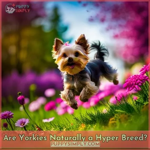 Are Yorkies Naturally a Hyper Breed