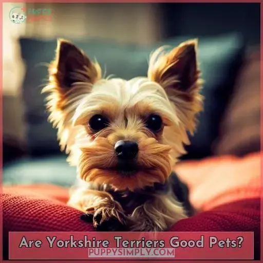 Are Yorkshire Terriers Good Pets