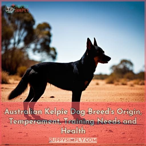 Australian Kelpie Dog Breed's Origin, Temperament, Training Needs And ...