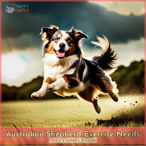 Australian Shepherd Exercise Needs