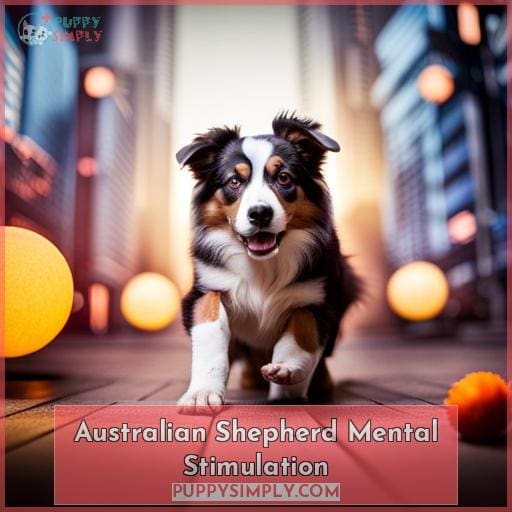 Australian Shepherd Mental Stimulation