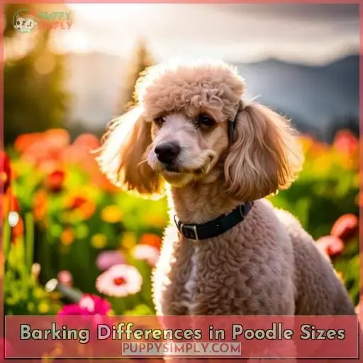 Barking Differences in Poodle Sizes