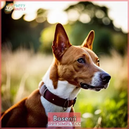 Basenji