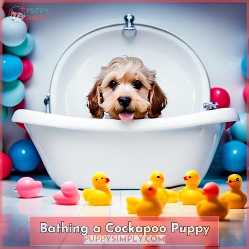 Bathing a Cockapoo Puppy