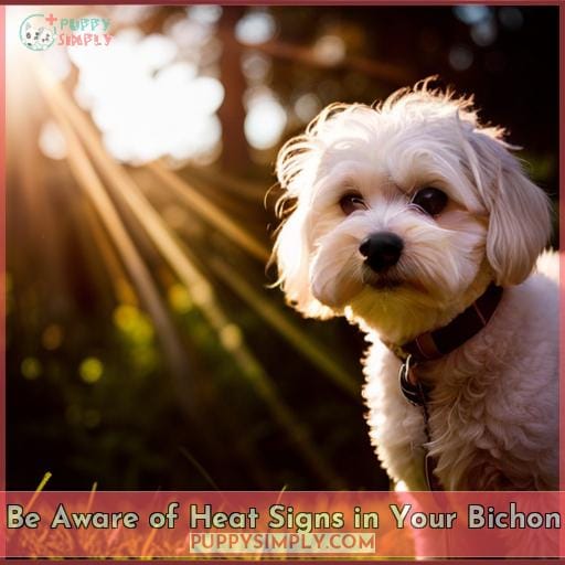 Be Aware of Heat Signs in Your Bichon