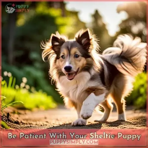Be Patient With Your Sheltie Puppy