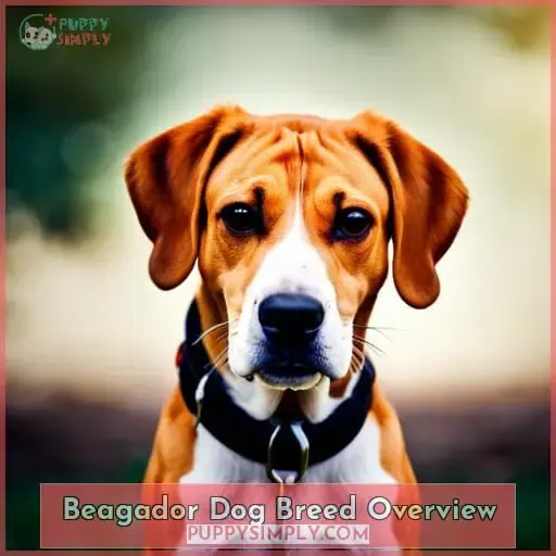 Beagador Dog Breed Overview