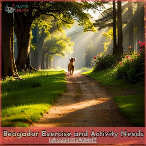 Beagador Exercise and Activity Needs