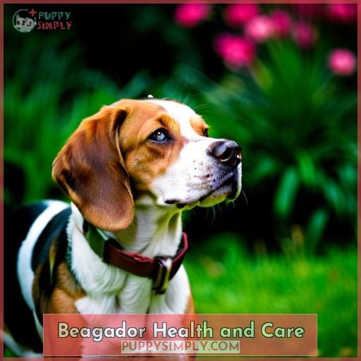 Beagador Health and Care