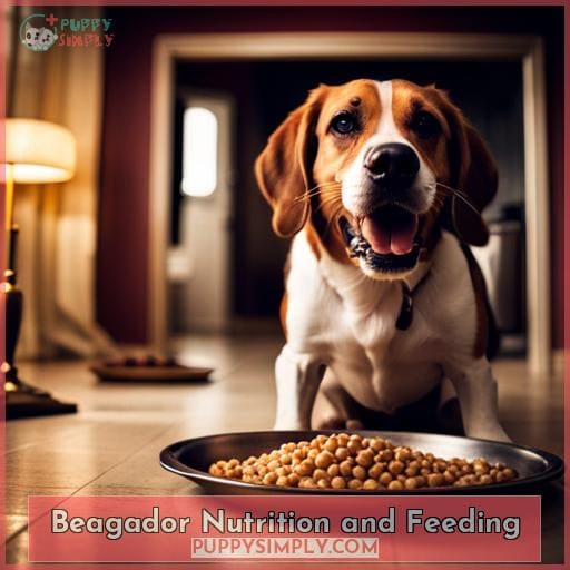 Beagador Nutrition and Feeding