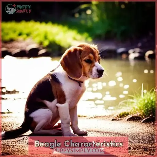 Beagle Characteristics