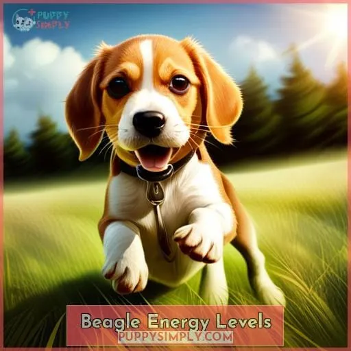 Beagle Energy Levels