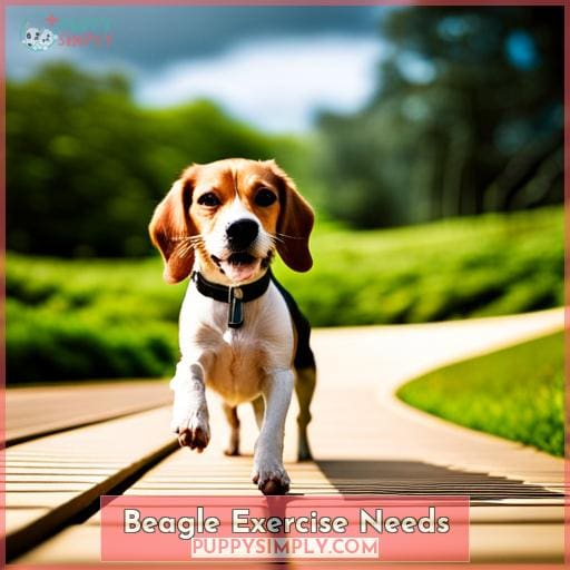 Beagle Exercise Needs