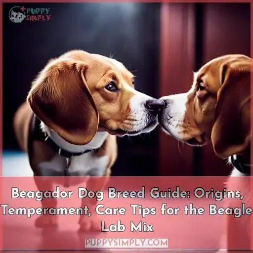 beagle labrador mixes beagador a complete guide