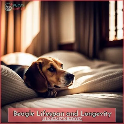 Beagle Lifespan and Longevity