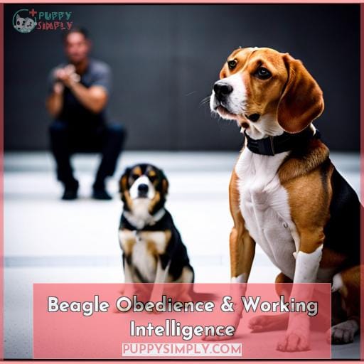 Beagle Obedience & Working Intelligence
